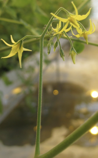 Yellow Flowers